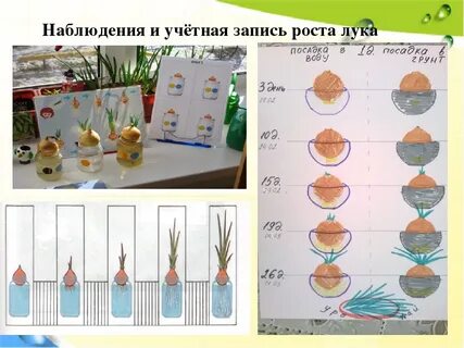 Наблюдение за ростом в детском саду