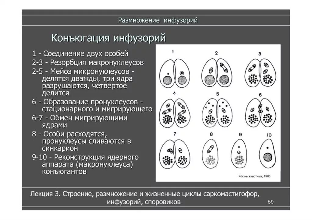 Стадии конъюгации инфузорий. Стадии конъюгации у инфузории туфельки. Характеристика этапов конъюгации инфузорий. Стадии размножения инфузории.