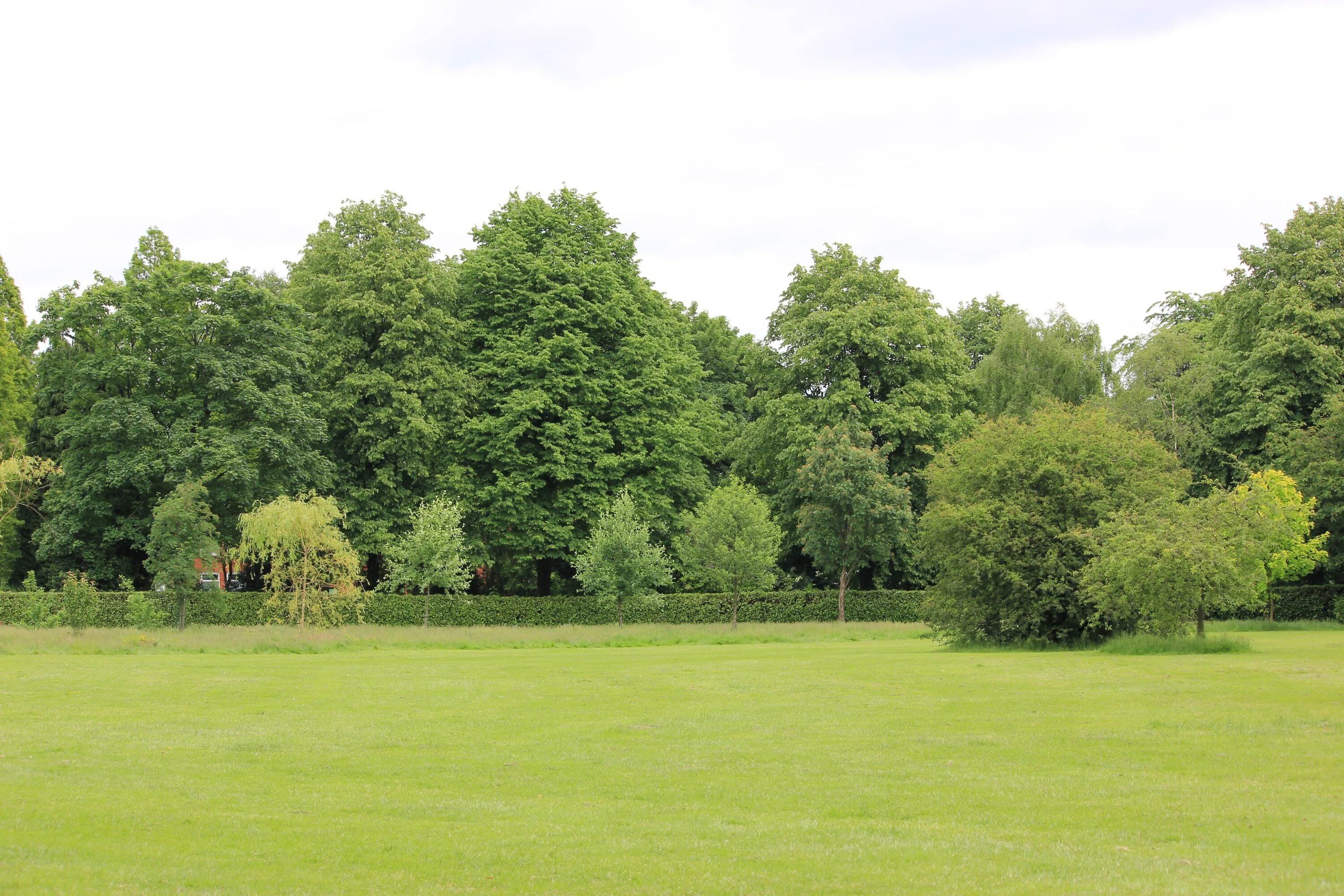 Trees few