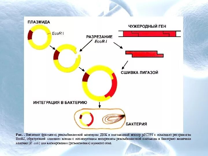 Фрагменты генов