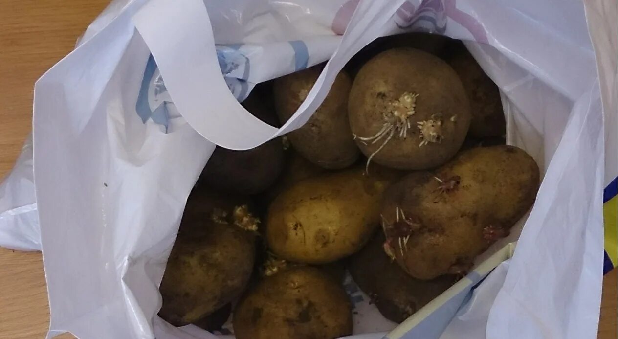 Картофель на проращивание перед посадкой когда достают. Картошка проросла в пакете. картофель в пакете. пакет картошки. картошка в полиэтилене.