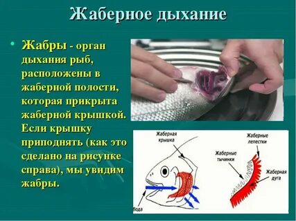 Жабры относятся к органам