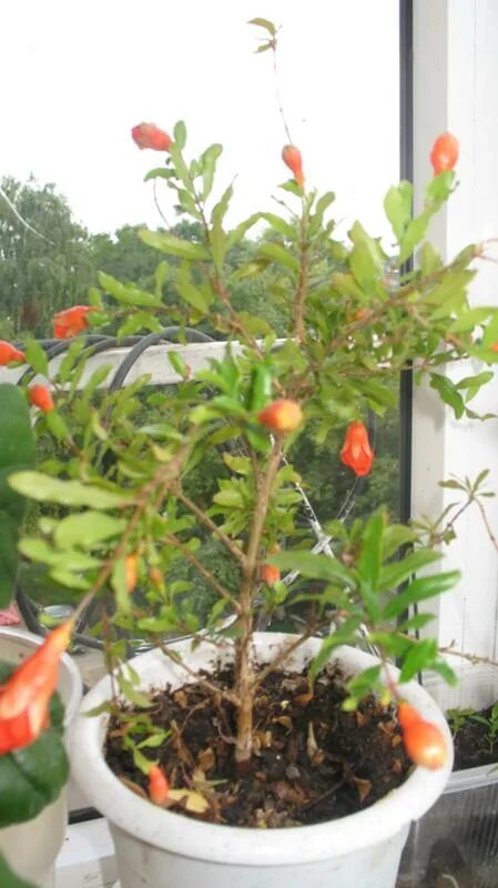 Гранат дерево росток. Карликовый гранат бонсай. Карликовый гранат бонсай. Гранат из косточки. Гранат из косточки в домашних условиях.