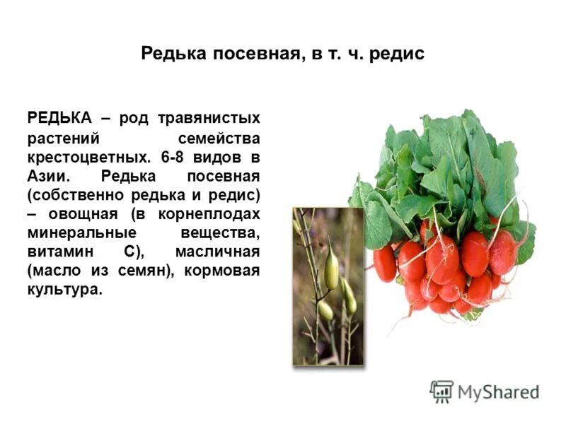 Крестоцветные редис. Крестоцветные редис. Редис это культурное растение или дикорастущее. Редька и редис. К какому семейству относится репа.