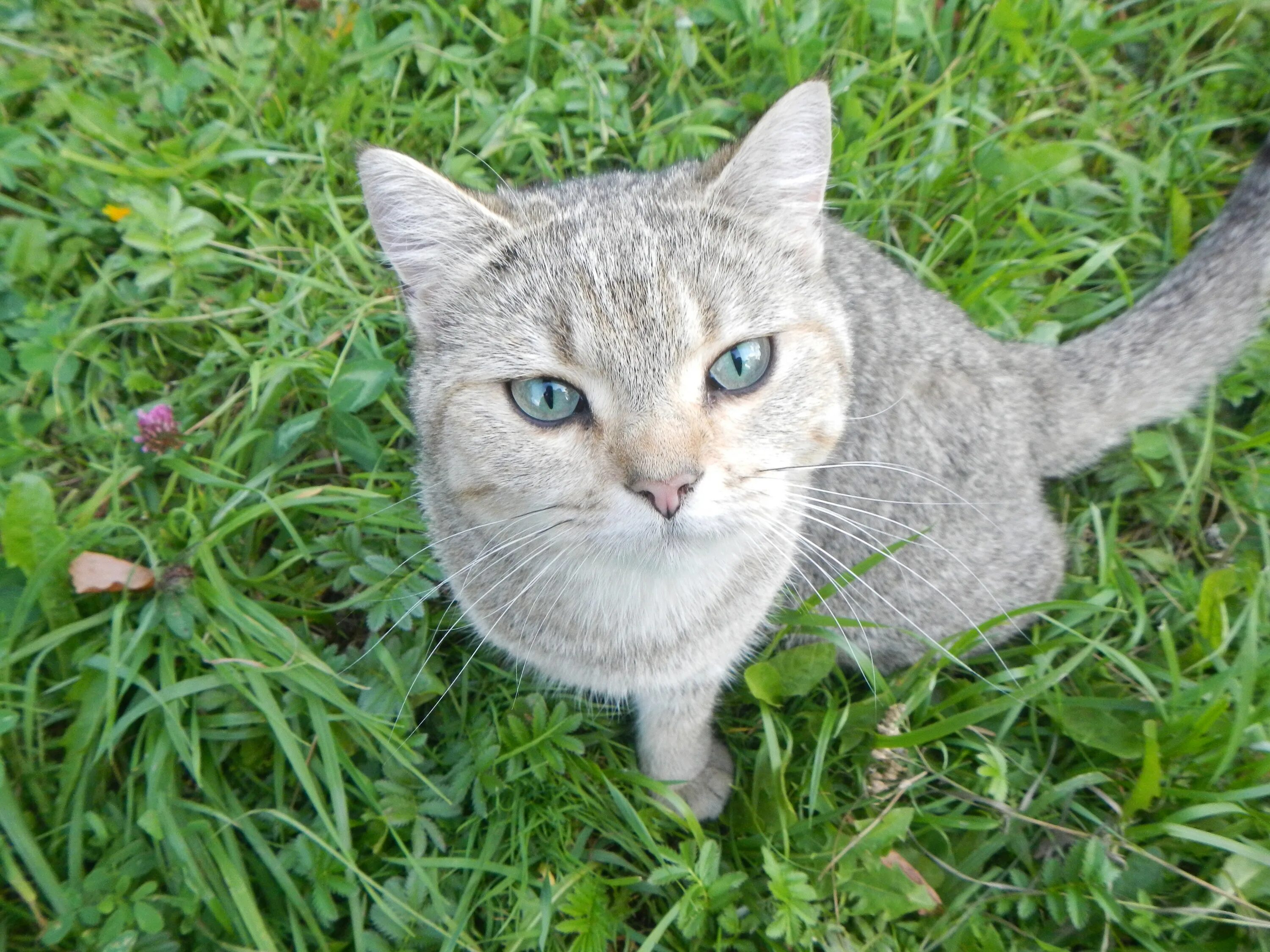 Далекий кот. Кошка анфиса серая. британская порода у этой кошки анфиса. 3 кота. кошка анфиса банан.