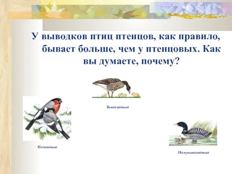 Что относится к птицам. Выводковые птицы. К выводковым птицам относятся. Выводковые и Полувыводковые птицы. К птенцовым птицам относятся