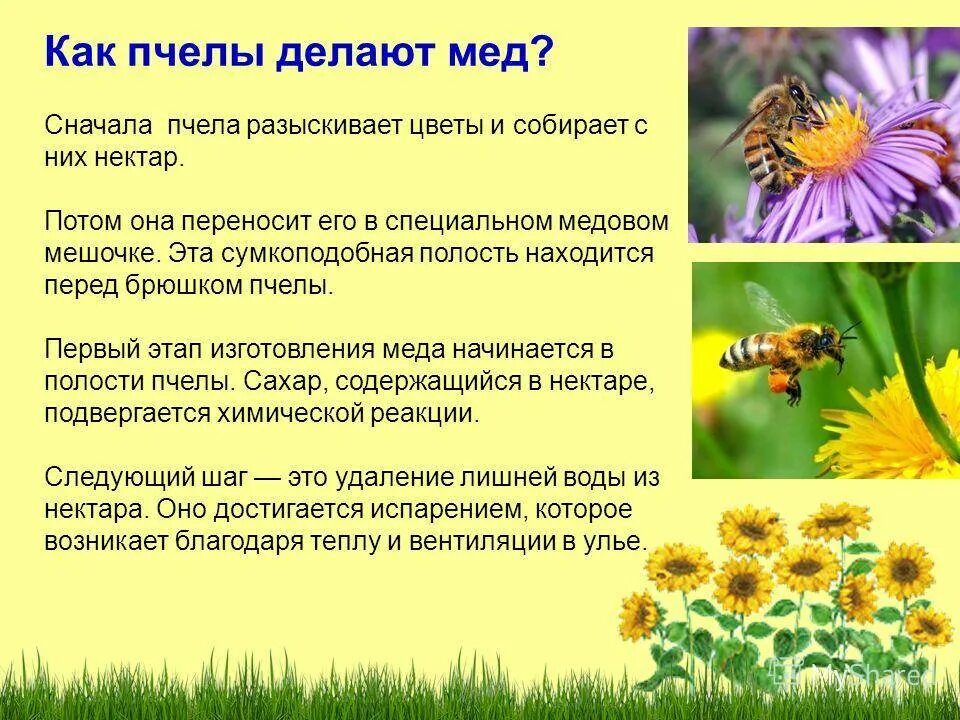 Сколько делать мед. Как пчелы делают мед. Как пчелы производят мед кратко. Как пчелы делают мед кратко. Пчелы собирают нектар из цветов.