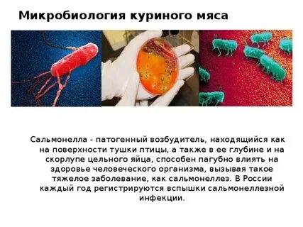 Сальмонелла в мясе погибает при температуре