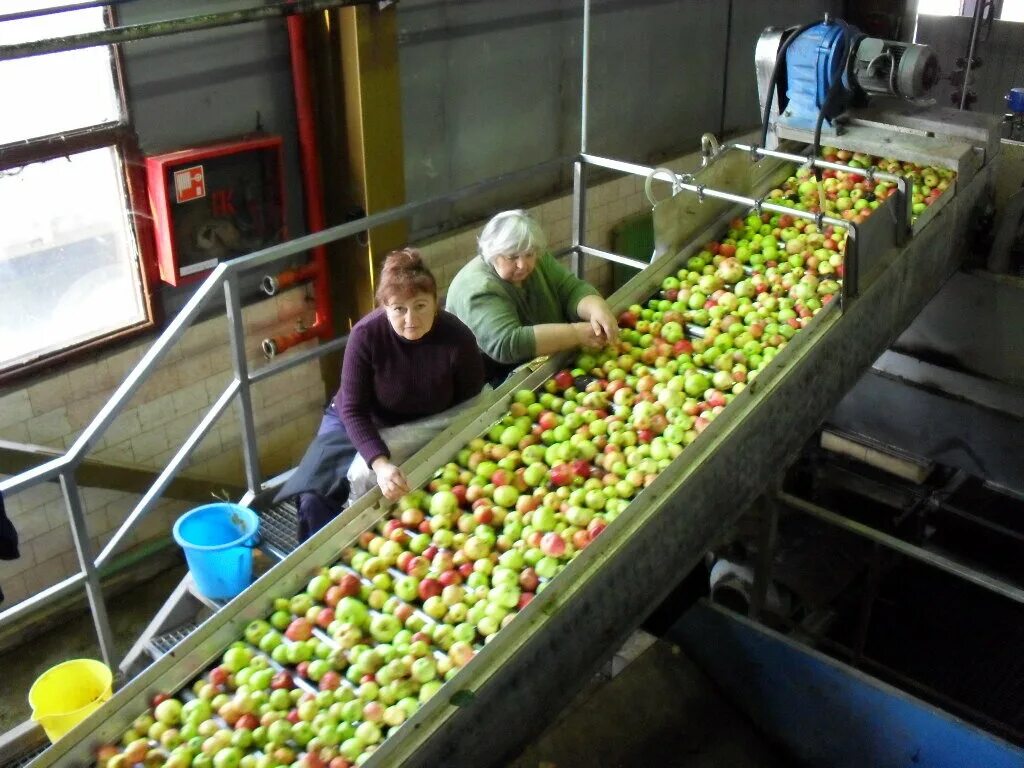 Завод соков. Производство колбасы. Сортировщик овощей. Натуральная сортировка. Сортировочная линия на складе.