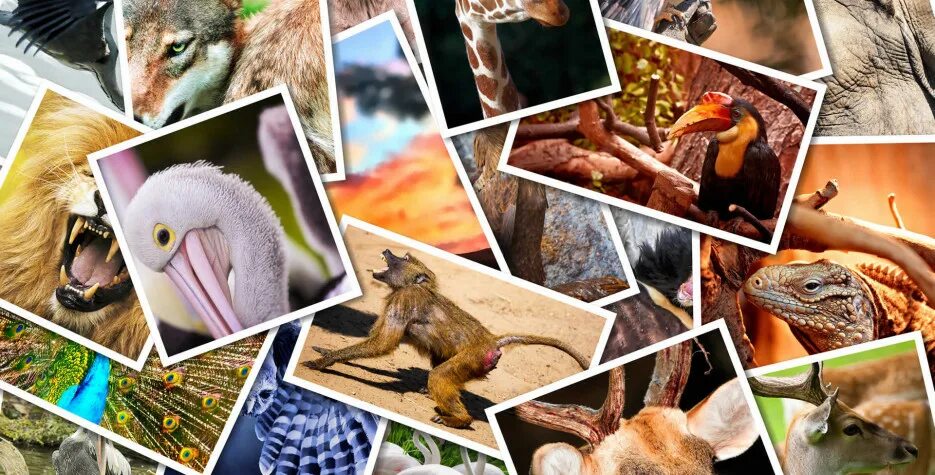 Release reduce adopt reusable endangered species. Animal World фильм. Endangered species фон. Different animals. Zoolover.