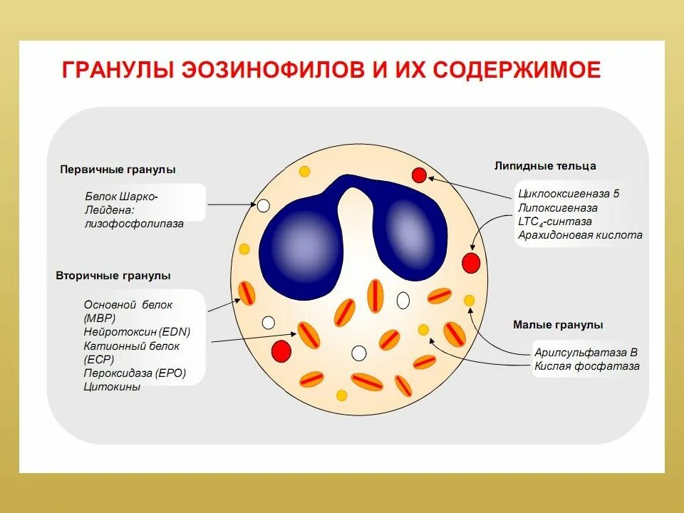 Специфические гранулы содержат. Строение гранул эозинофилов. первичные гранулы эозинофилов. распознающие рецепторы эозинофилов. специфические гранулы эозинофилов.