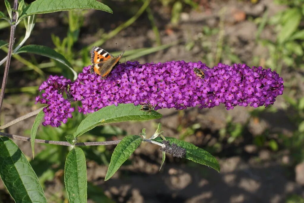 Будлея Давида. Буддлея. Buddleja crispa. Буддлея кустарник.