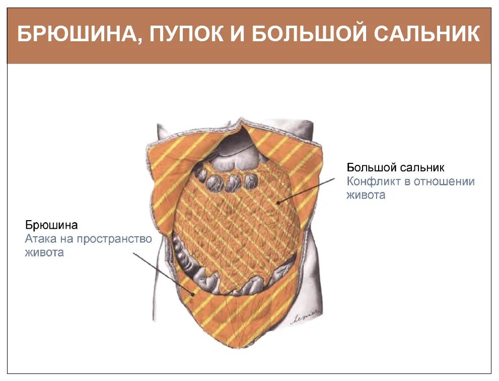 Большой сальник анатомия. Большой сальник что это. Связки образующие малый сальник. Большой сальник что это. Листки большого сальника.