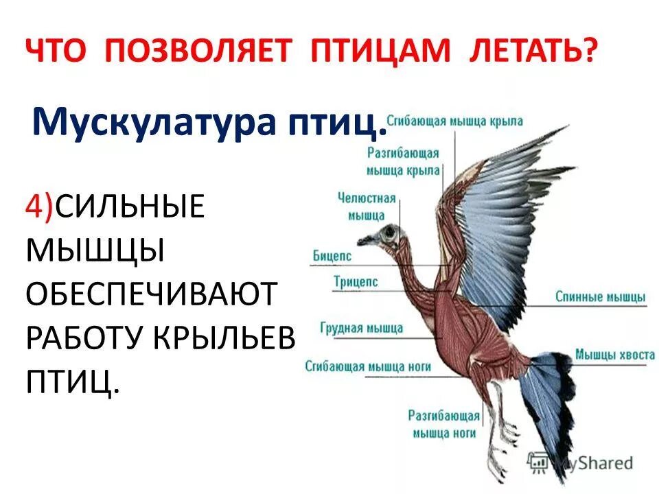 Каковы особенности мускулатуры птиц