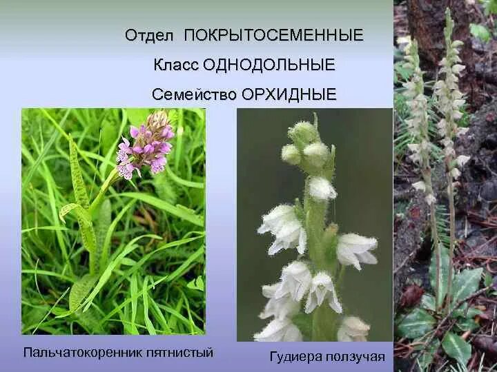 Стелющийся стебель. Растения семейства орхидные в россии. Митчелла репенс. Коллезея репенс. Клевер белый ползучий стебель.