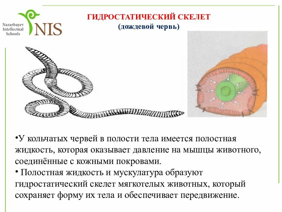 Движение беспозвоночных