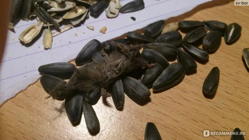 Семечки крысам. Семечки крысам. Крысята дамбо понедельно. Семечки крысам. Тыквенные семечки магазинные.