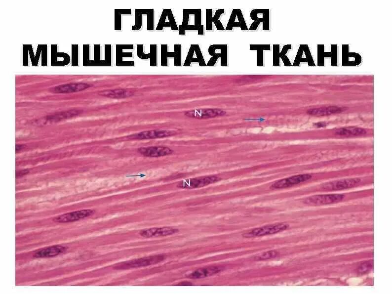 Гладкая мышечная ткань мезенхимного типа. Гладкие мышцы под микроскопом. Изображение гладкой мышечной ткани. Гладкая ткань.