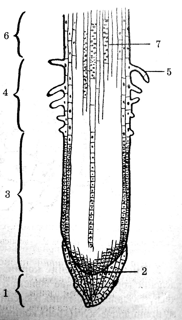 Корневой кончик. Строение корня на продольном срезе. Рис 37 строение корня. Строение корня рисунок биология 6 класс. Внешнее строение корня схема.