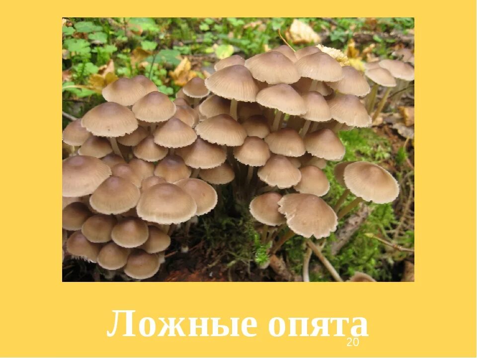 Как отличить опята от ложных опят. Ложные опята и настоящие опята. ложный опенок и настоящий опенок. ложные опята отличие. опята ложные и настоящие различия.