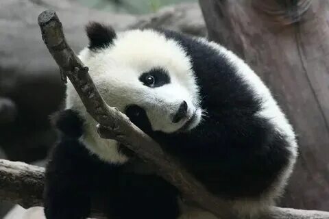 Pandas first row. Pandas first row
