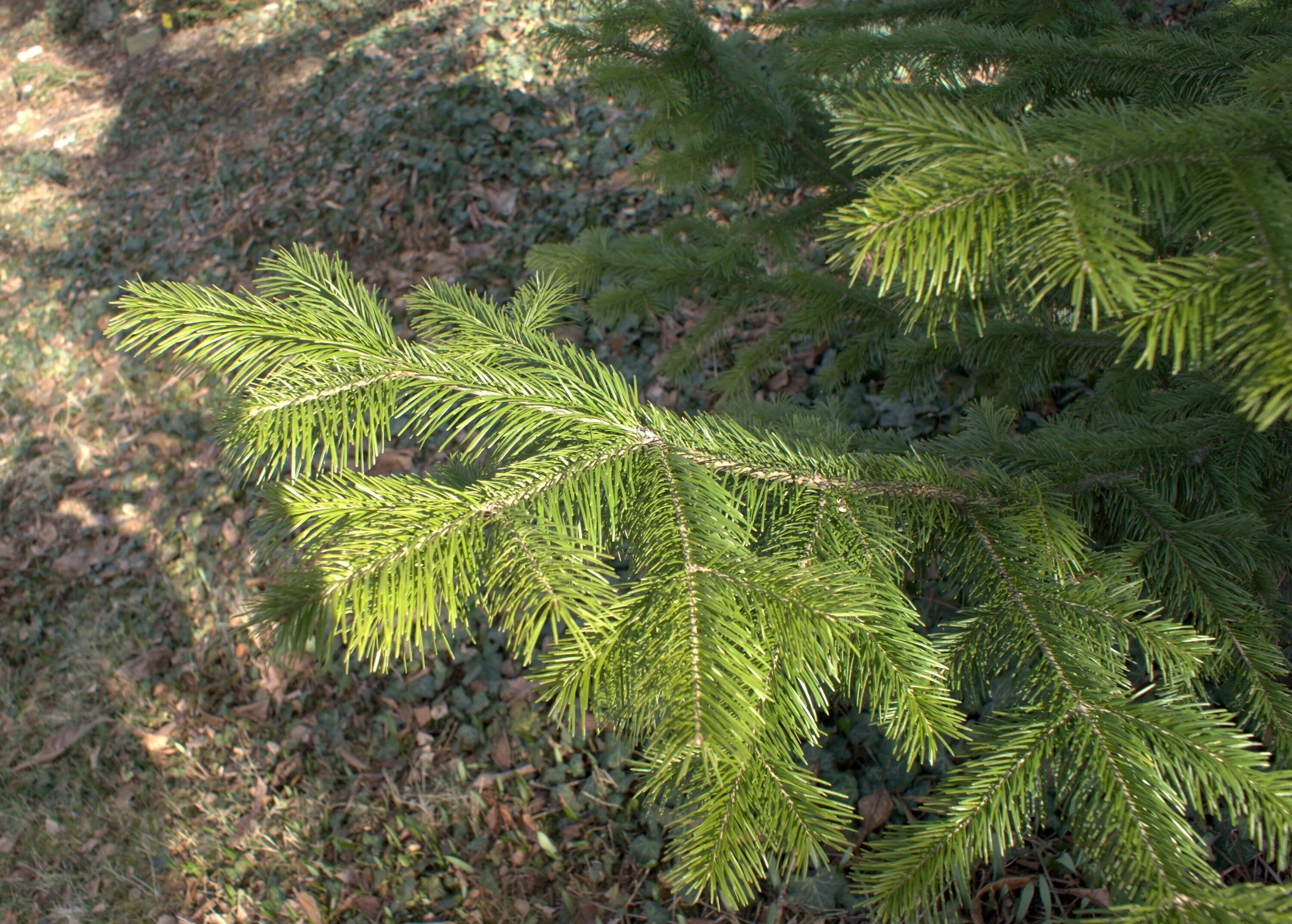 Запахло пихта. Пихта сибирская abies sibirica. пихта цельнолистная. пихта сибирская лукаш abies sibirica łukasz. пихта сибирская abies sibirica сырье.