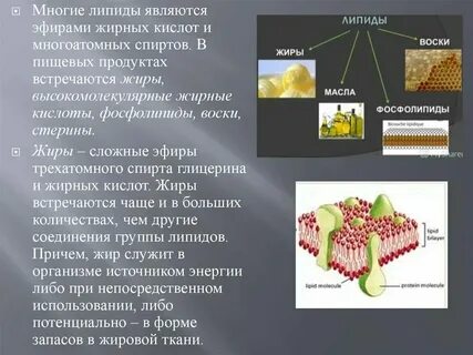 Углеводы и липиды 10 класс биология конспект
