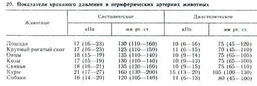 Артериальное давление у животных. Нормы артериального давления у собак и кошек. артериальное давление у собак норма. норма артериального давления у кошек. нормы ад у животных.