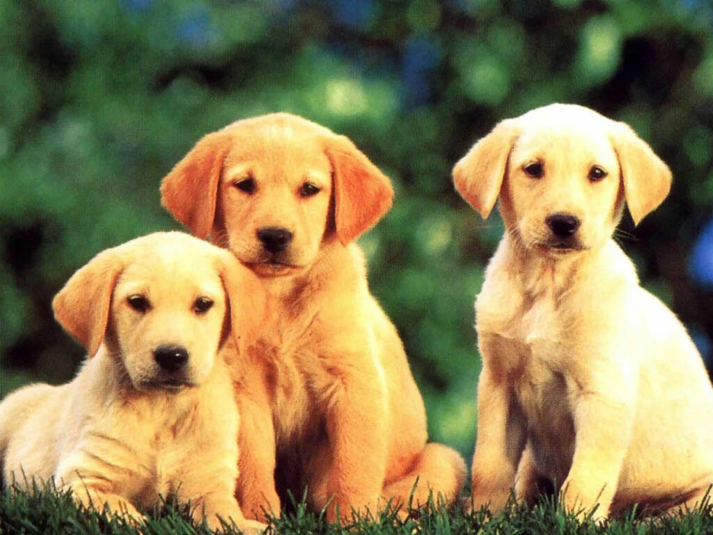Собачонке было три недели. Собаки. Красивые собаки. Щенки и собаки. Картинки собак.