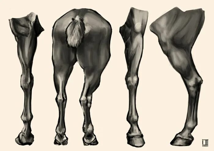 Цоканье копыт. Копыта лошади анатомия. Анатомия задней конечности лошади. Бедро лошади анатомия. Копыта лошади референс.