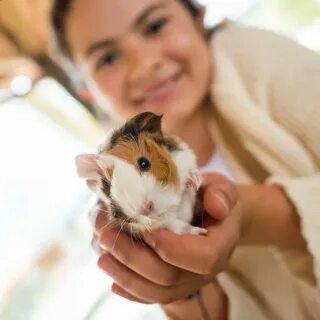 Small pets