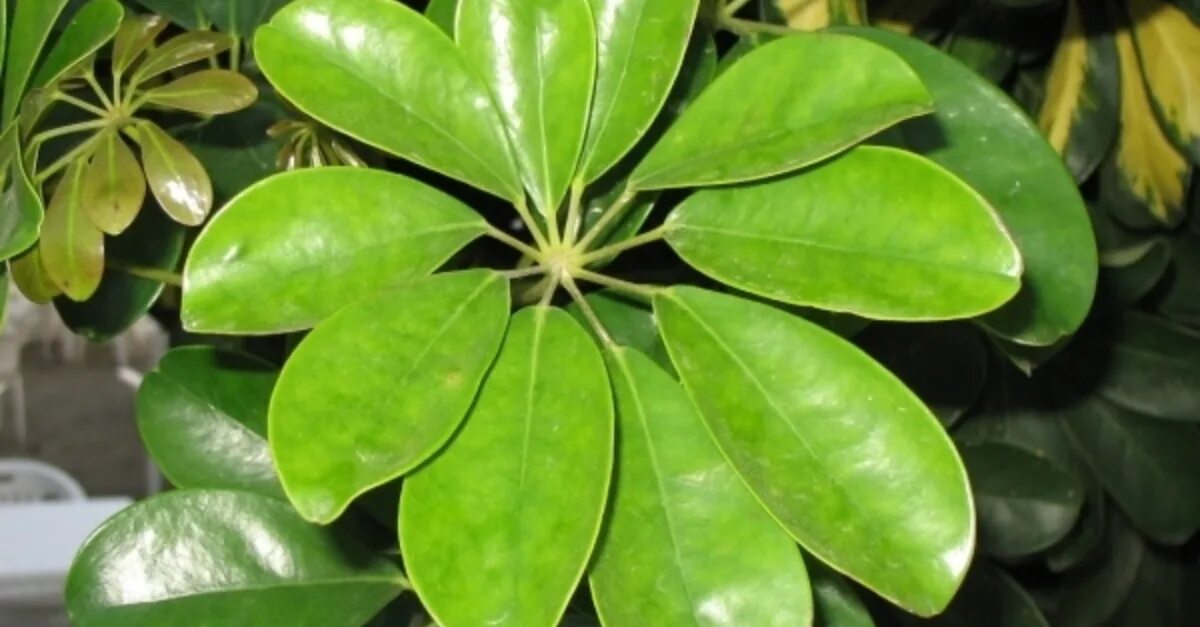 Шеффлера восьмилистная. Фикус шефлера. Фатсия многоплодная. Восьмилистный клевер. Растения с пятью листьями.