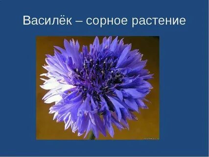 Мир василька