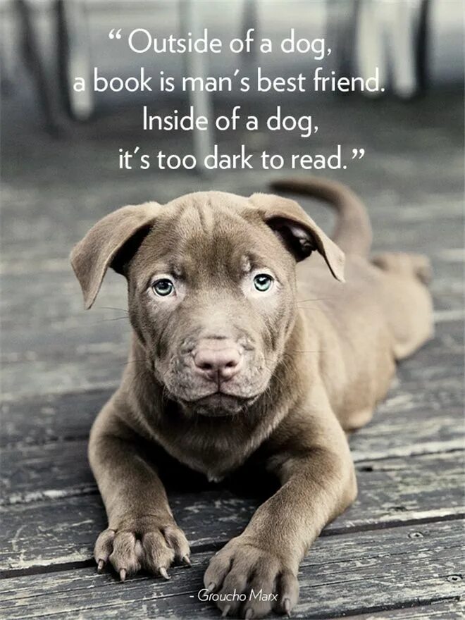 Dog quotes. Quotes about Dogs. Dog инсайд. Quotations about the Dog.