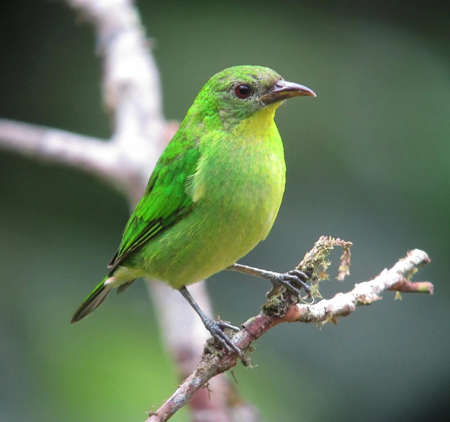 Зеленая птичка название. Зелёный САИ птица танагровых. Chlorophanes Spiza. Птица салатового цвета. Маленькая зеленая птичка.