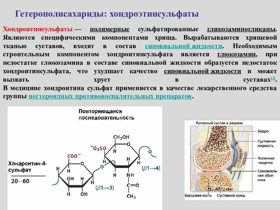 Гетерополисахариды соединительной ткани. Хондроитинсульфаты строение и функции. сульфатированные гликозаминогликаны. гетерополисахариды хондроитин сульфат. биохимия гликозаминогликан хондроитин сульфат.