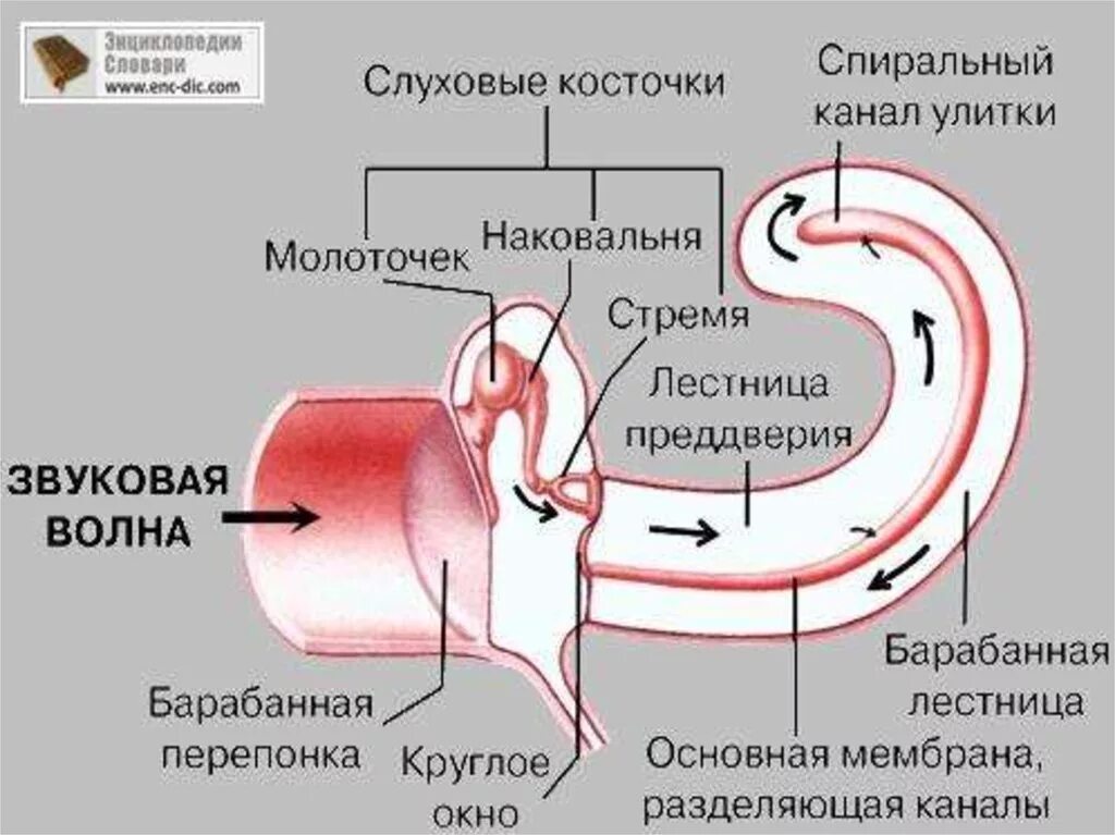 Последовательность звуковых колебаний передаются к рецепторам. Передача звуковых колебаний к рецепторам органа слуха. Последовательность проведения звуковой волны в ухе. Схема прохождения звуковой волны через ухо. Схема проведения звуковой волны.