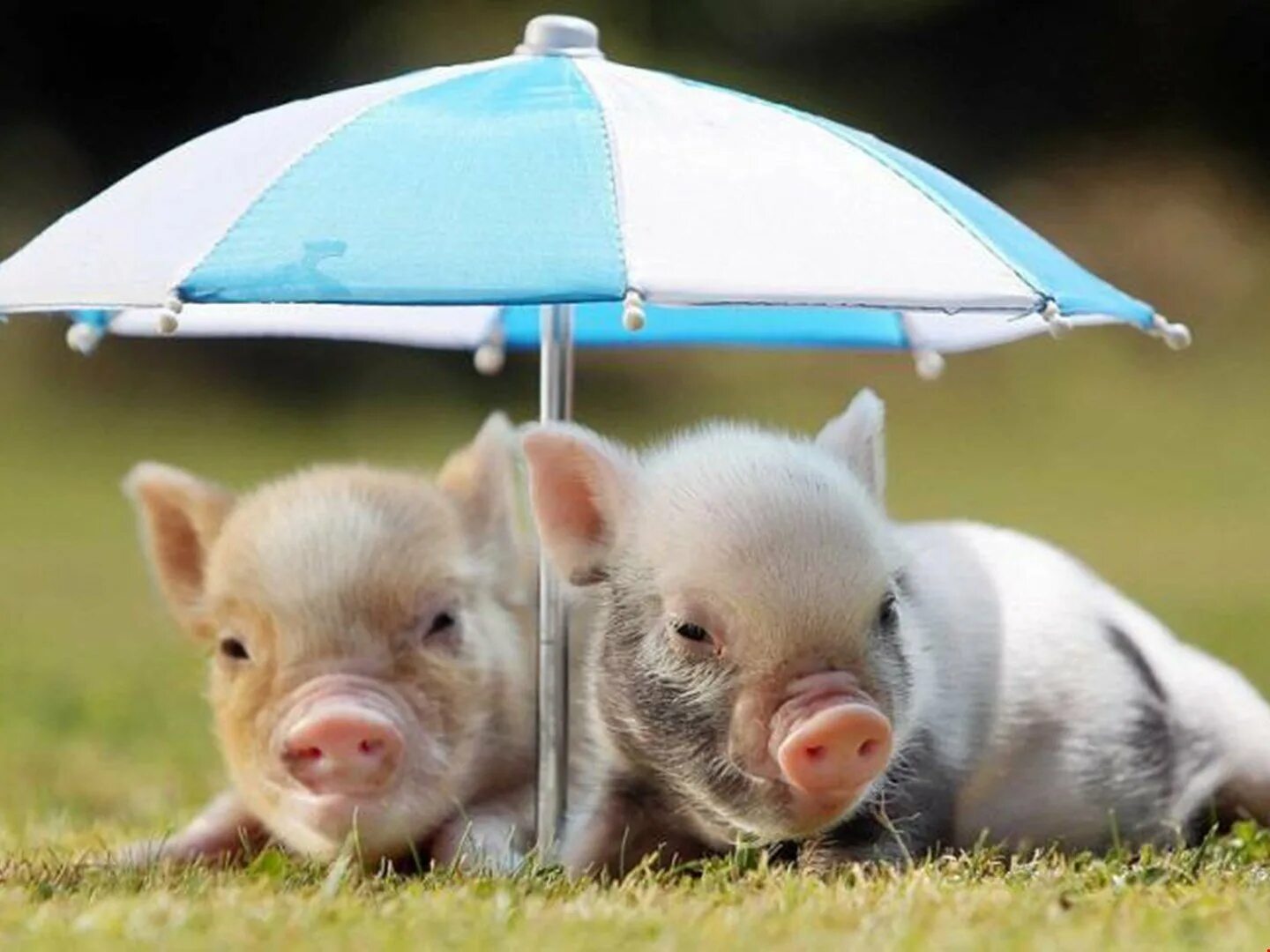 мини пигги свинка. поросенок на лужайке. свиньи на лугу. рыжий минипиг. поросенок.