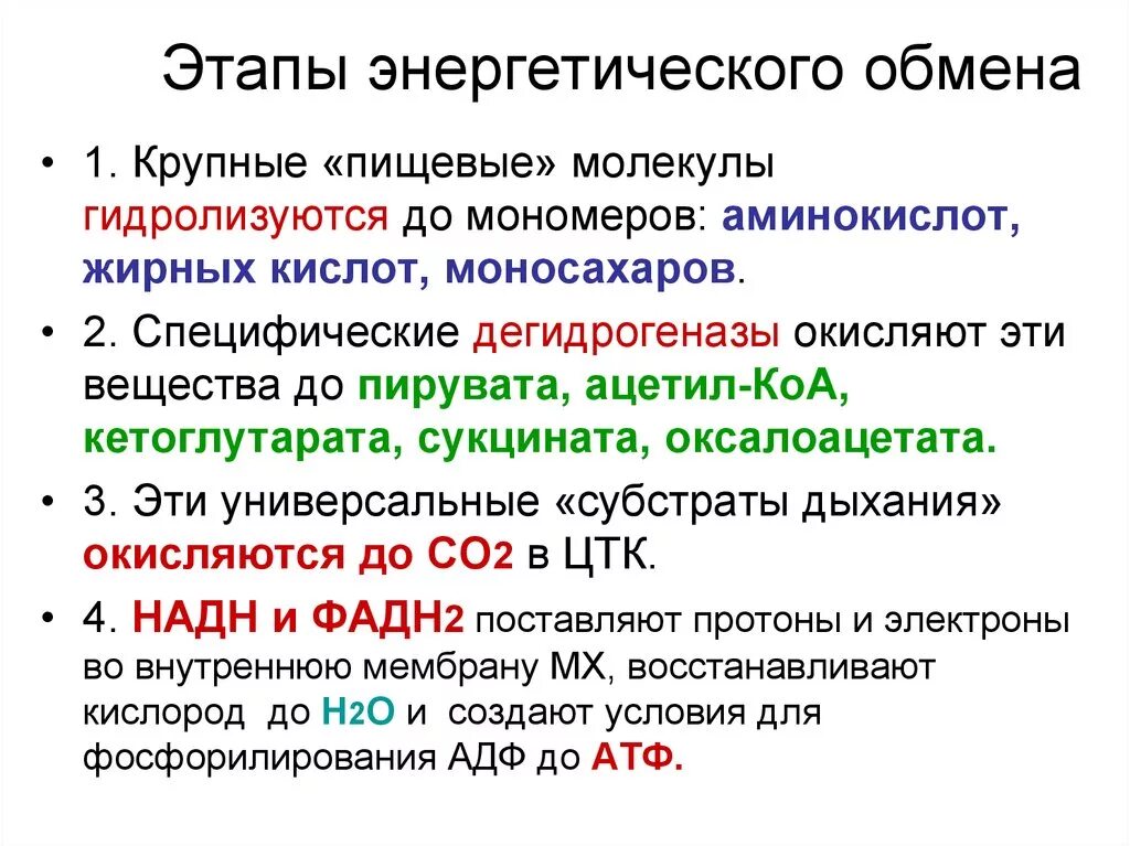 Формула подготовительного этапа энергетического обмена. Охарактеризовать основные этапы энергетического обмена. Кислородный этап энергетического обмена кратко. Подготовительный этап энергетического обмена схема.