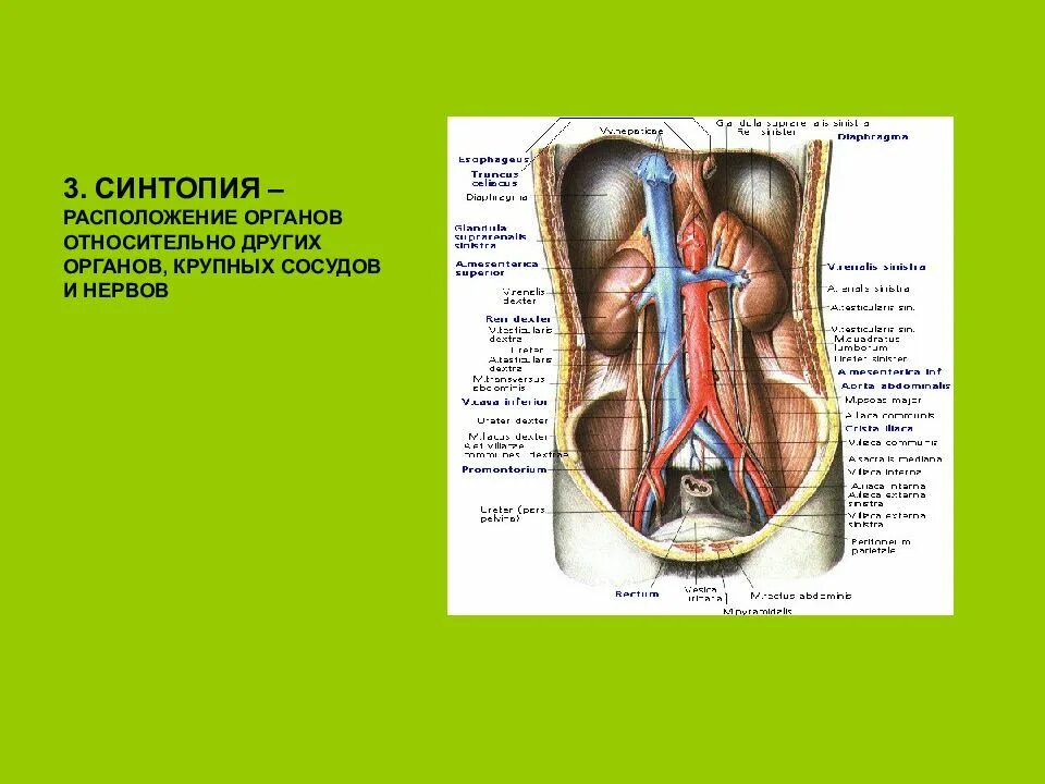 Синтопия мочеточника. Почки анатомия топография синтопия. Топография мочеточника скелетотопия. Топография мочеточников синтопия.