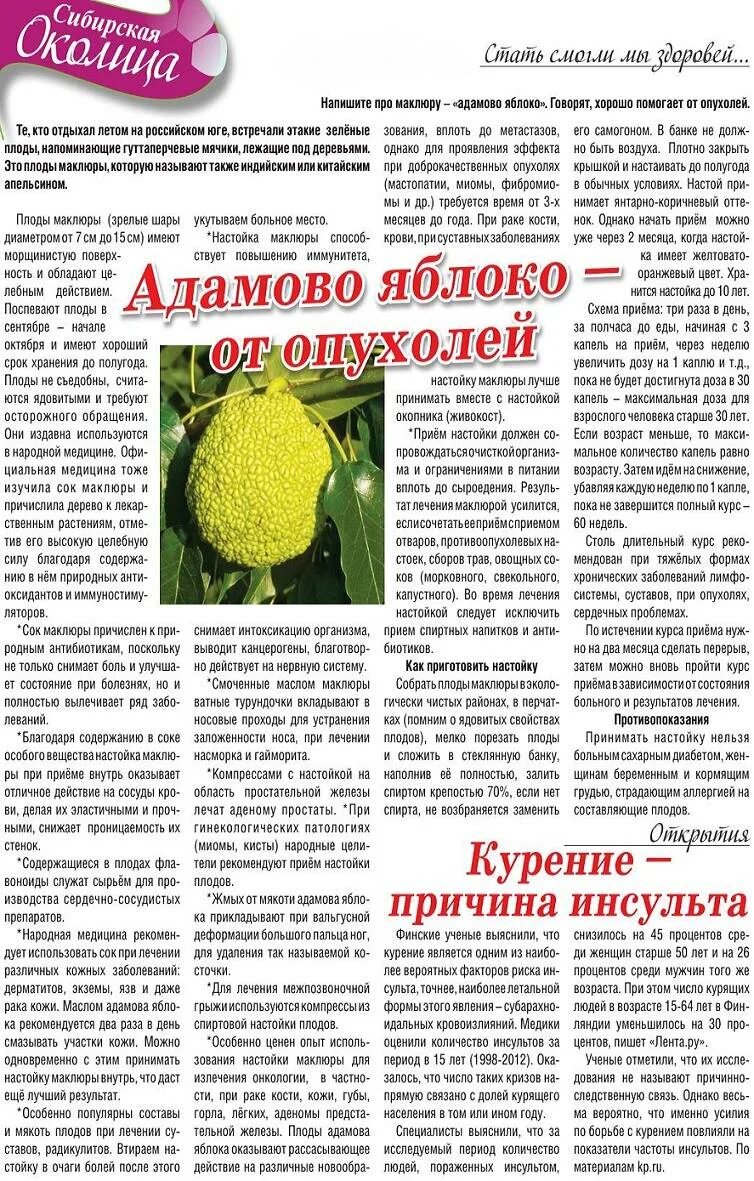 Адамово яблоко растирка для суставов. Маклюра адамово яблоко для суставов. адамова яблока для суставов.