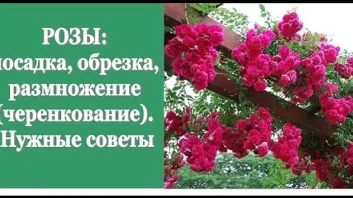 Отводки плетистой розы. Размножить плетистую розу черенками. Песня посадим цветы