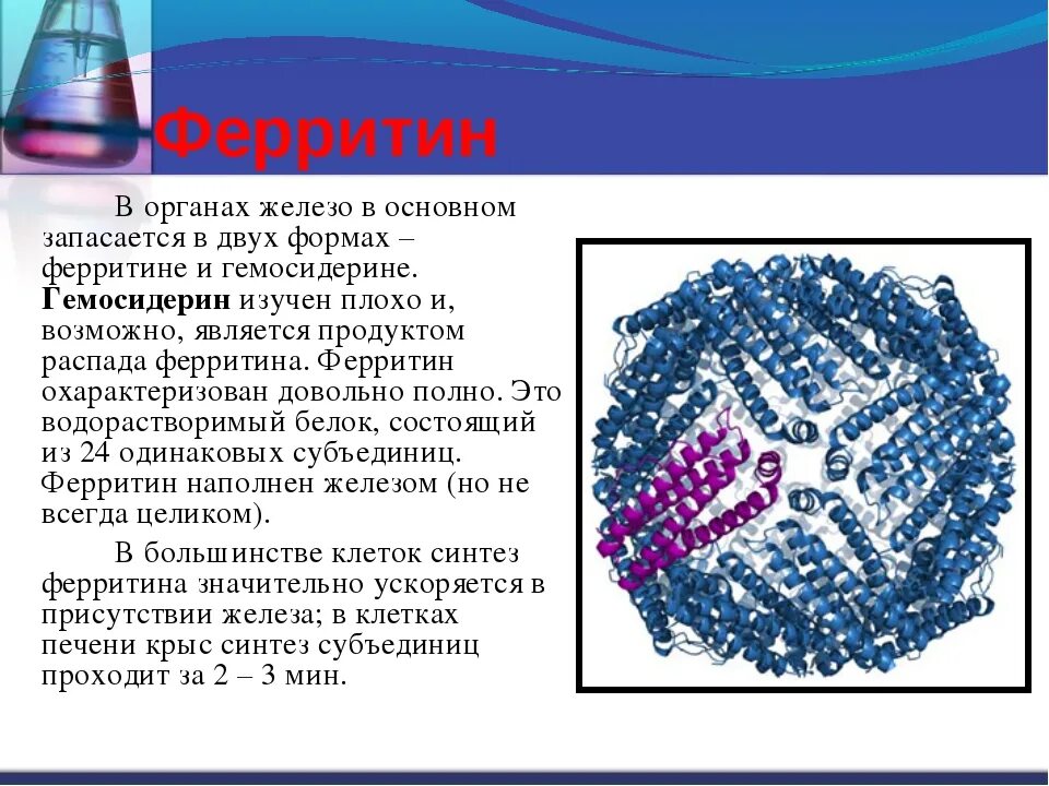 Низкий ферритин и железо при нормальном гемоглобине. Ферритин. железо ферритин. ферритин белок. ферритин и железо показатели.