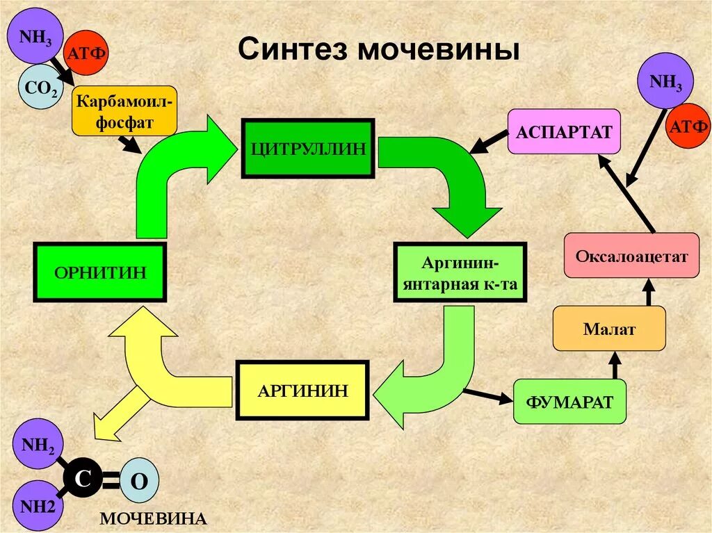 Конечные продукты белкового. Схема процесса синтеза мочевины. Схема образования мочевины. Нарушение синтеза мочевины схема. Схема цикла мочевинообразования.