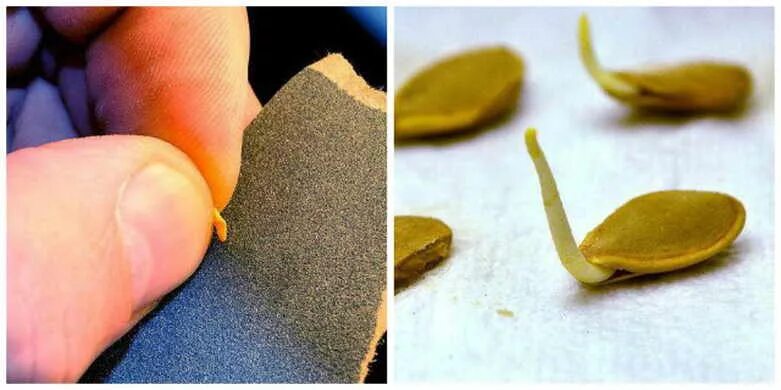 Скарифицировать оболочку. Механическая скарификация семян. Скарификация семян плодовых культур. Скарифицировать. Скарификация семян.