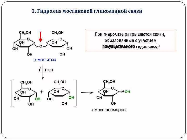 Гидролизу подвергаются полипептиды. Тип гликозидной связи между остатками моносахаридов. Альфа 1 6 гликозидная связь. Механизм образования гликозидной связи. Гликозидная связь в нуклеотидах.