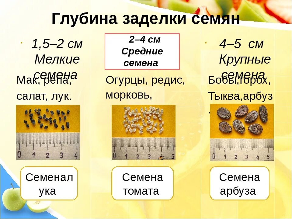 Практическая работа определение всхожести семян культурных растений. Сроки и глубина посева семян. Глубина заделки семян подсолнечника. Глубина заделки семян различных растений. Условия посадки семян.