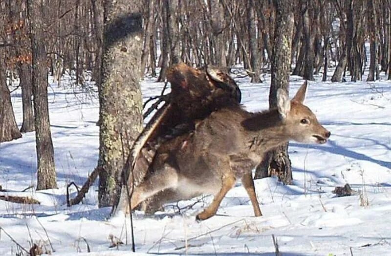 Косуля время гона