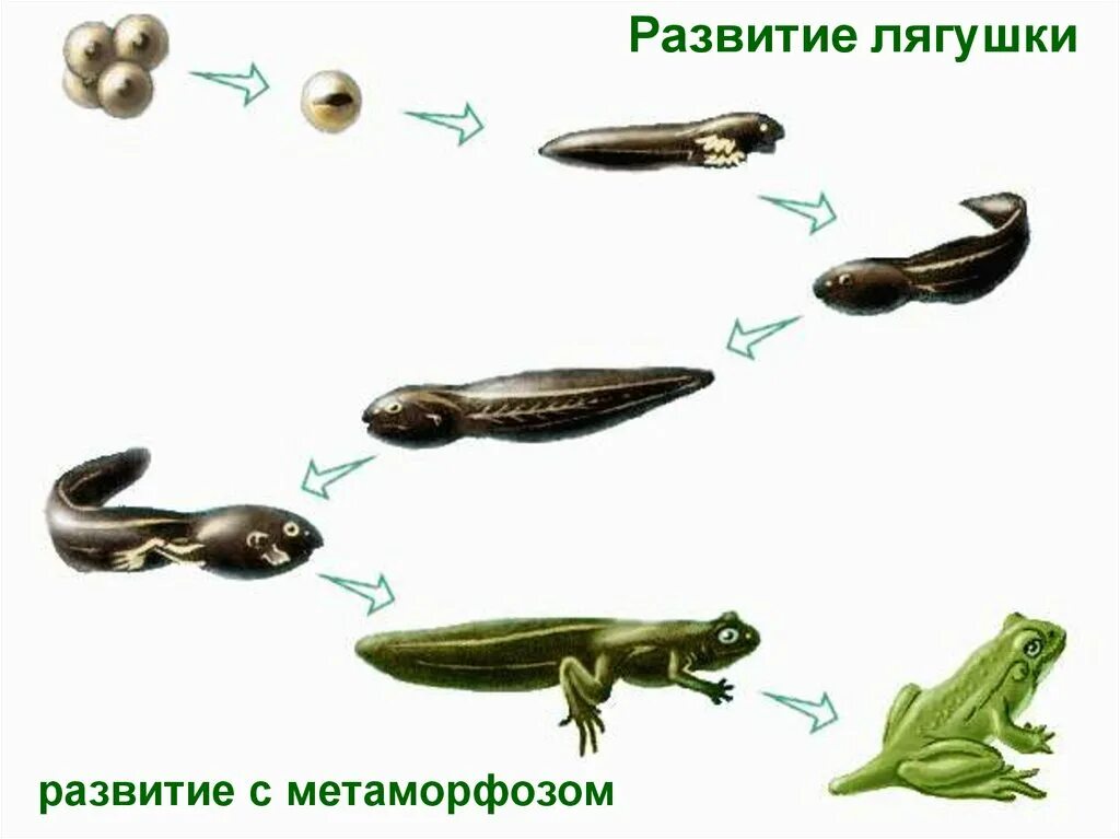 Звенья цикла развития лягушки 3 класс. Модель-аппликация "цикл развития лягушки". Цикл развития лягушки схема. Период развития лягушки. Земноводное у которого раньше всех заканчивается метаморфоз