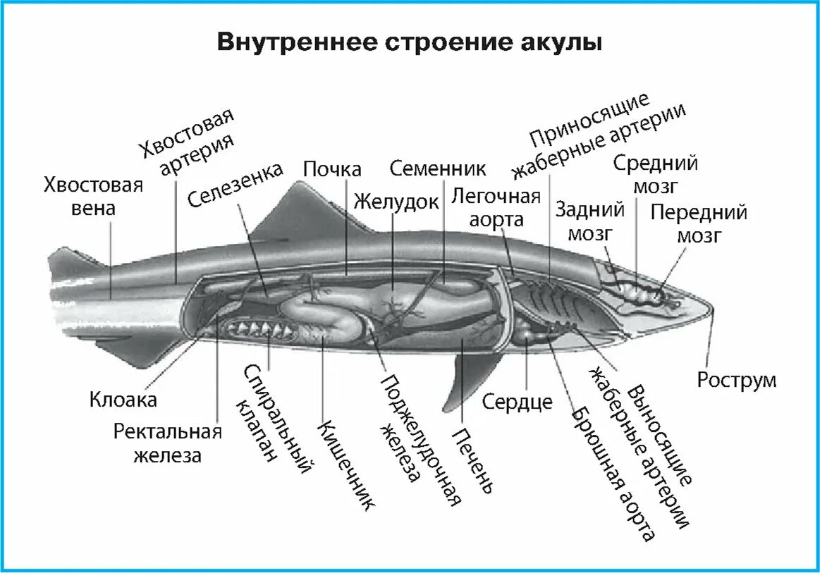 Строение акулы внутреннее скелет. Схема внутреннего строения акулы. Пищеварительная система акулы схема. Внутреннее строение акулы биология 7 класс.